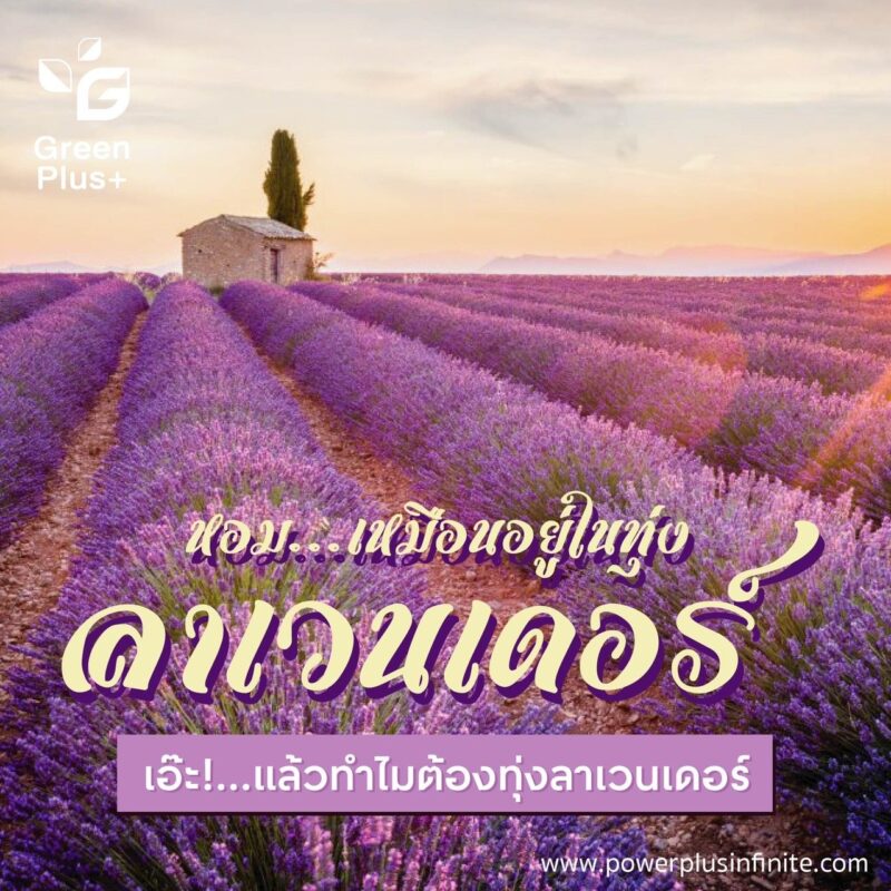 น้ำยาถูพื้นกรีนพลัสกลิ่นลาเวนเดอร์